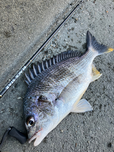 キビレの釣果