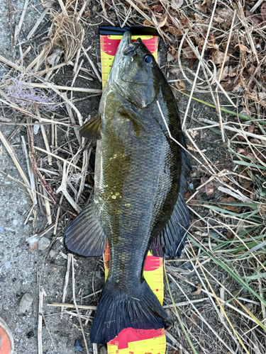 スモールマウスバスの釣果