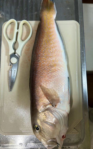 シロアマダイの釣果