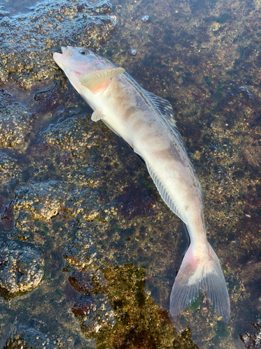 ホッケの釣果