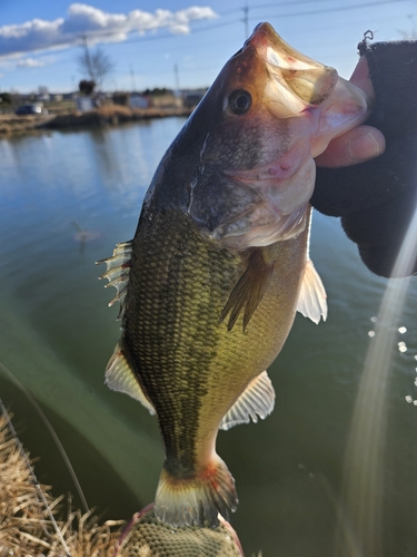 ラージマウスバスの釣果