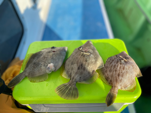 カワハギの釣果