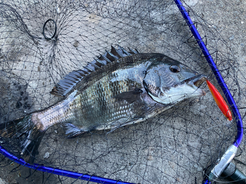 チヌの釣果