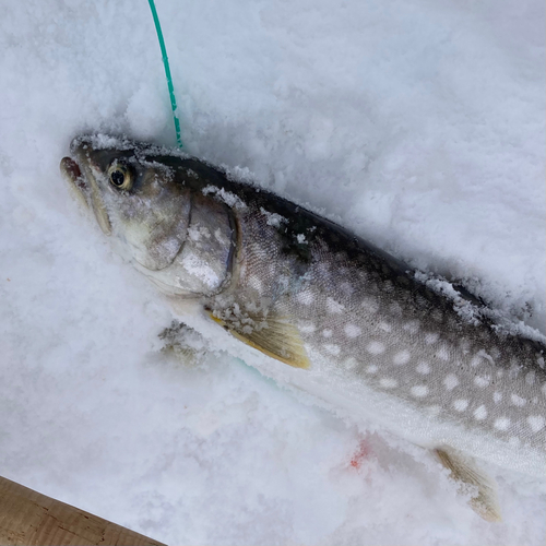 アメマスの釣果