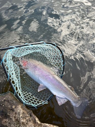 トラウトの釣果