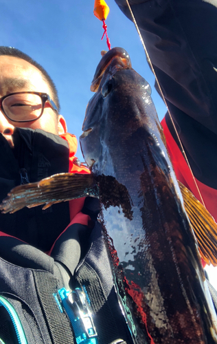 アイナメの釣果