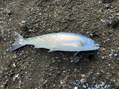 サクラマスの釣果