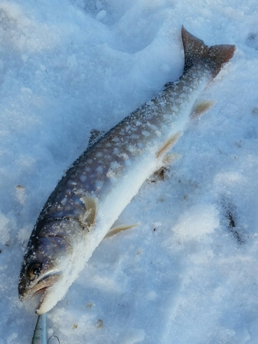 アメマスの釣果