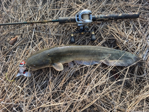 ナマズの釣果