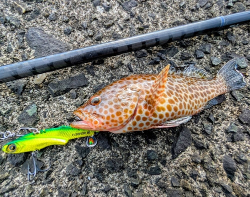 オオモンハタの釣果