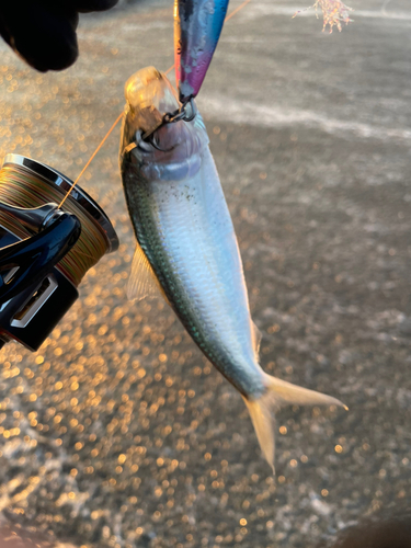 コノシロの釣果