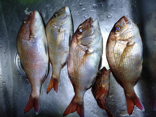 マダイの釣果