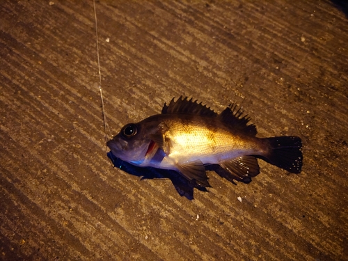 メバルの釣果