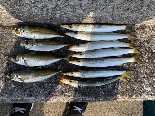 アカカマスの釣果