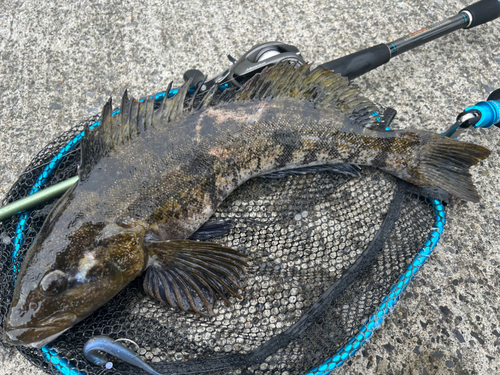 アイナメの釣果