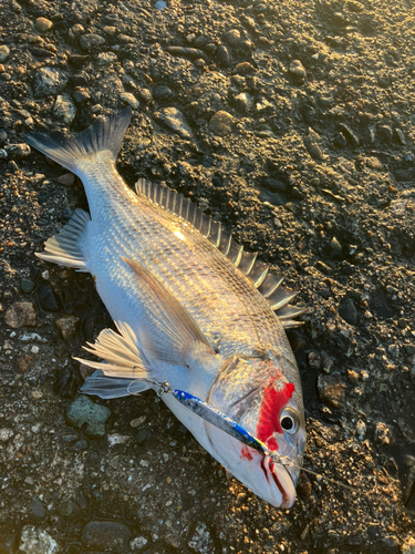 クロダイの釣果