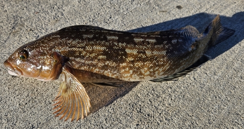 アイナメの釣果