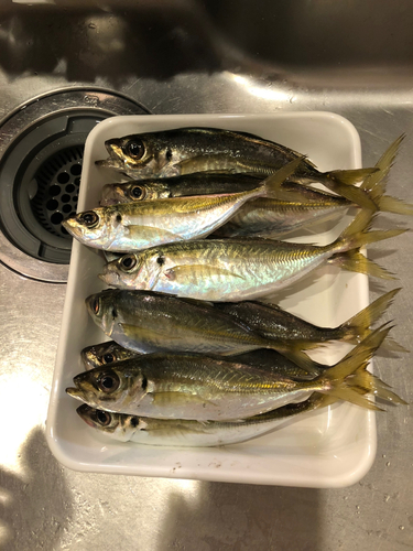 アジの釣果