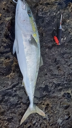 ヤズの釣果