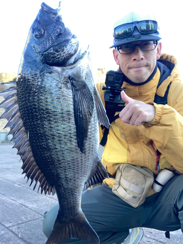 チヌの釣果