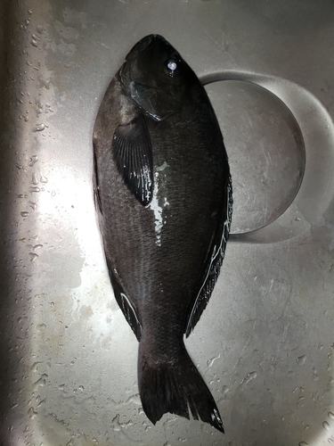 メジナの釣果