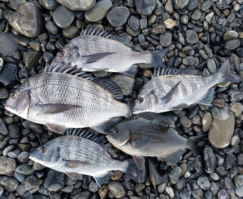 クロダイの釣果