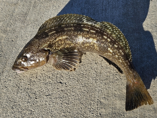 アイナメの釣果