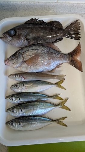 メバルの釣果