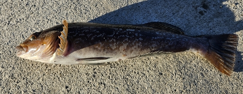 アイナメの釣果