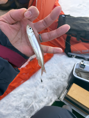 ワカサギの釣果