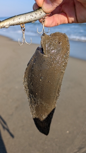 シタビラメの釣果