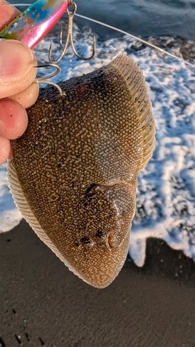 シタビラメの釣果