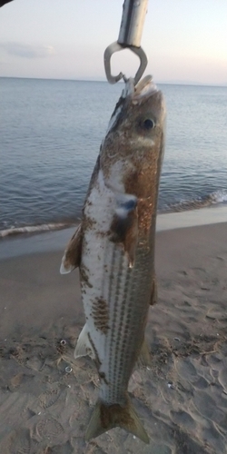 ボラの釣果