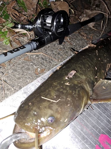 ナマズの釣果