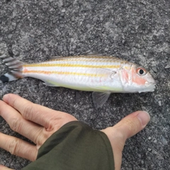 ミナミヒメジの釣果