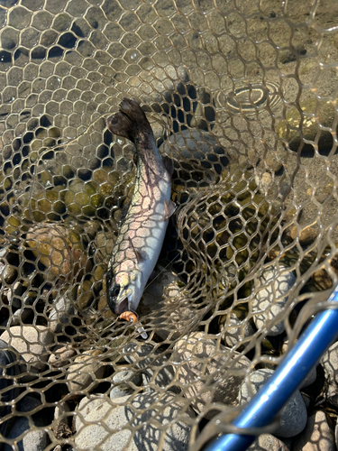 ニジマスの釣果