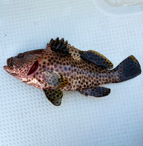 イシミーバイの釣果