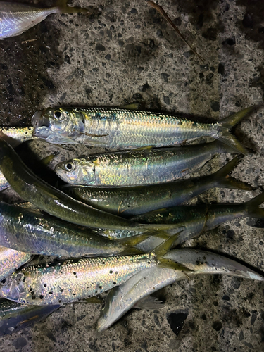 カタボシイワシの釣果