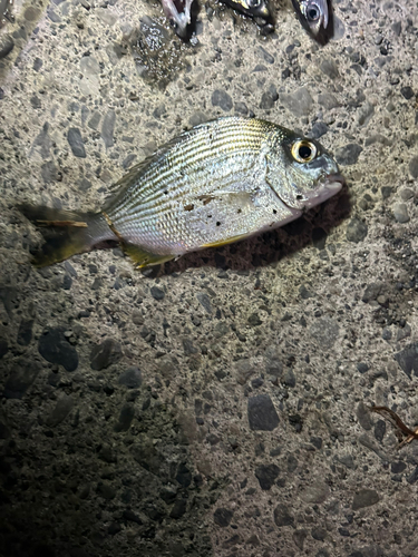 ヘダイの釣果