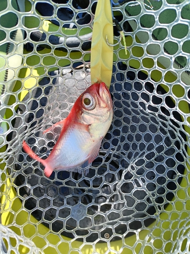 キンメダイの釣果