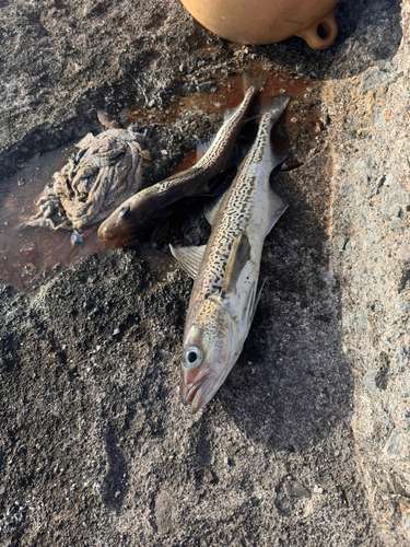 タラの釣果