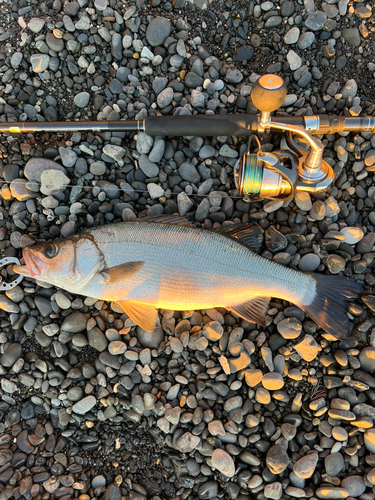 ヒラスズキの釣果