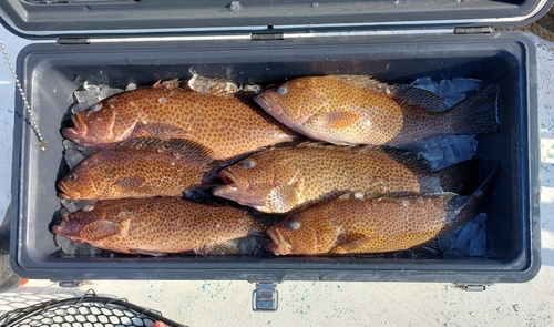 オオモンハタの釣果