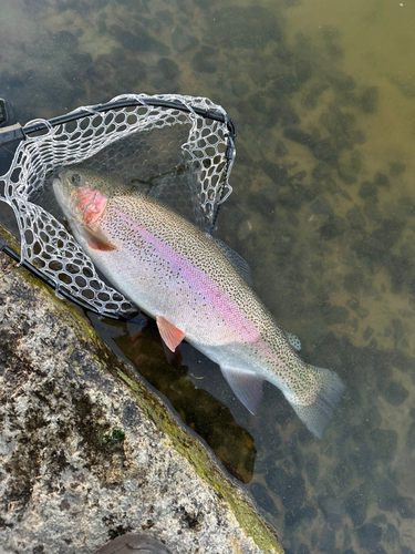 ヤシオマスの釣果