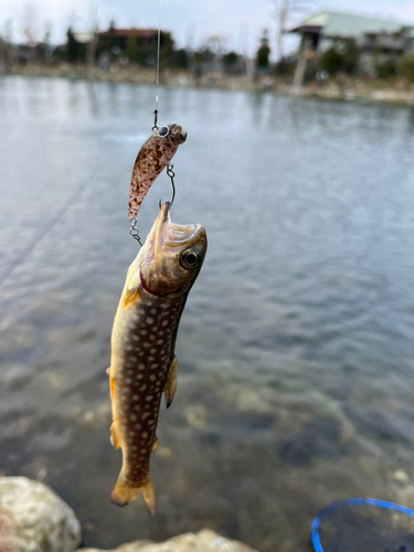 ニジマスの釣果