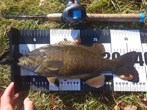 スモールマウスバスの釣果