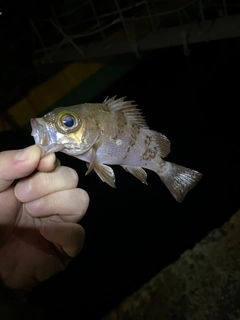 メバルの釣果