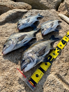 チヌの釣果