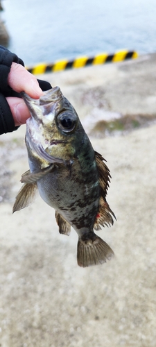 クロメバルの釣果