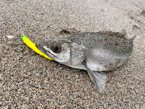 ヒラスズキの釣果